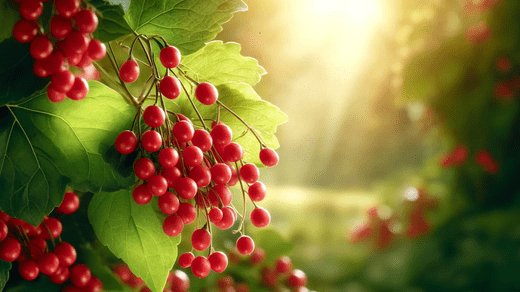 Schisandra: Ancient Berry, Modern Health Marvel - Ghama Health