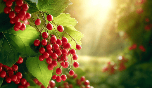 Schisandra: Ancient Berry, Modern Health Marvel - Ghama Health